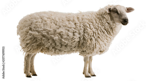 Slika na platnu Fluffy white sheep with thick wool standing profile