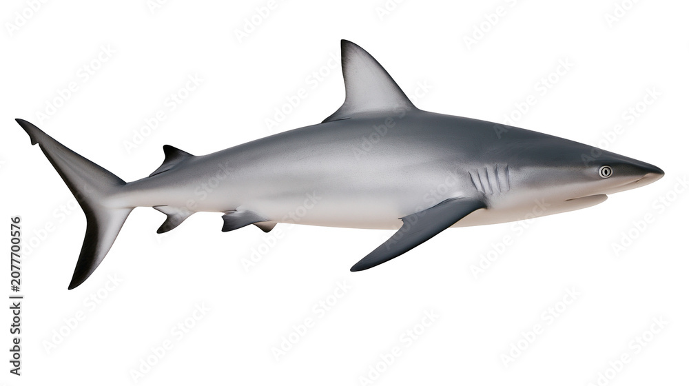Fototapeta premium Grey reef shark swimming side view, white