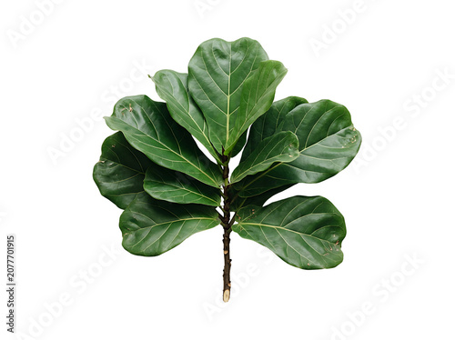 Fresh Green Ficus Lyrata Fiddle Leaf Fig Branch Isolated on White Background