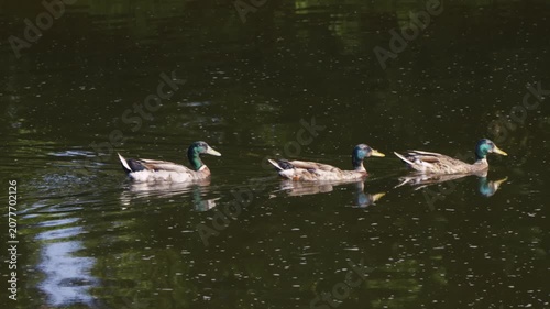 Three ducks swimming upriver on a sunny day