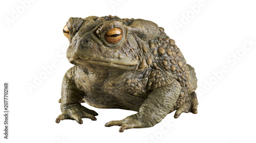 Fotografía Warty amphibian toad with bulging eyes and textured skin