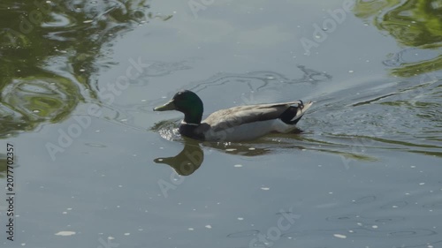 Close-up of a duck swimming in a river on a sunny afternoon