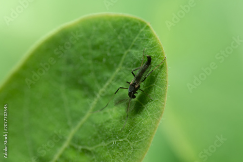 Foto Macro Photography of Small Midge Chironomidae Resting on Green Leaf