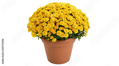 Bild auf Leinwand Yellow Chrysanthemum Flowers in Terracotta Pot