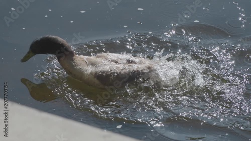 Close-up of a duck swimming in a river on a sunny day