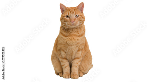 Εκτύπωση καμβά Orange tabby cat sitting and looking forward