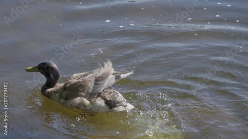 Close-up of a duck cleaning its feathers and swimming in a river