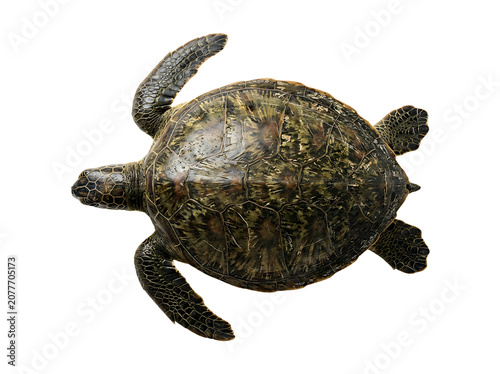 Top View of a Green Sea Turtle Isolated on White Background