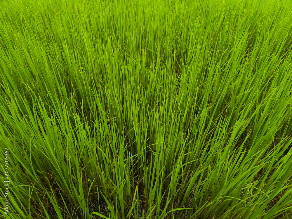 Obraz premium Top veiw abstract blurred rice plant seamless texture for design. grass feild background, stadium floor,artificult turf green, sport