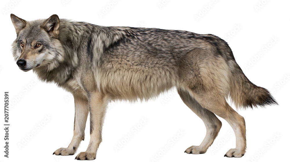 Obraz premium Gray wolf standing profile view with detailed fur texture