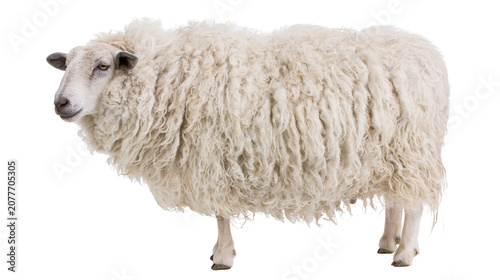 Fotografija Fluffy white sheep with thick wool standing