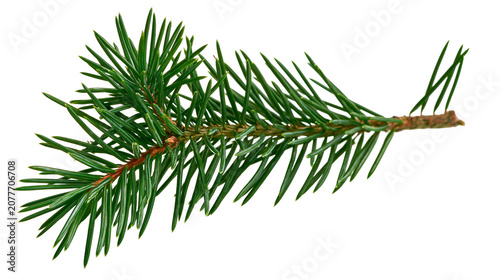 Canvastavla Green pine branch with sharp needles