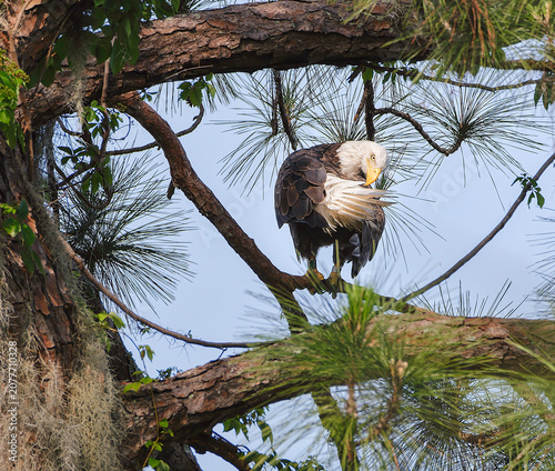 Bald Eagle in a funny posture