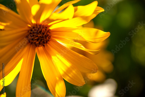 Bright Yellow Flower Blooming in Natural Sunlight