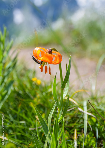 Orange Martagon Lily in the Prokletije Mountains