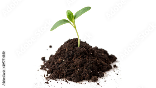 Photos Small green plant seedling sprout growing in fertile soil pile isolated on trans