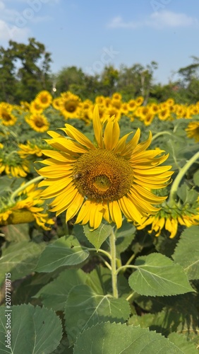 sunflowers in the field