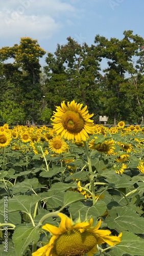 field of sunflowers