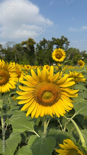 field of sunflowers