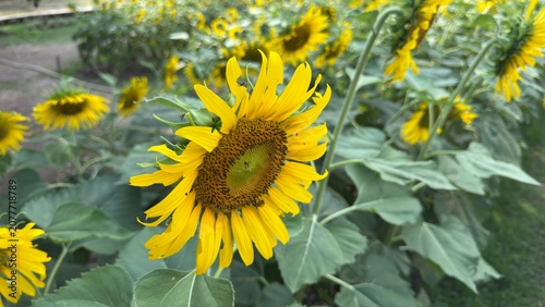sunflower and bee