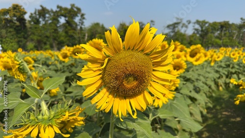 field of sunflowers