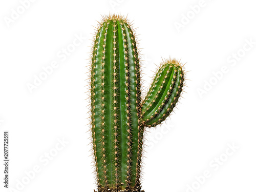 Large Green Columnar Cactus with Sharp Spines Isolated on White Background