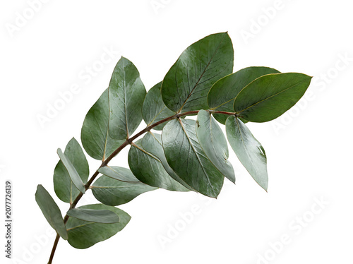 Fresh Green Eucalyptus Branch with Leaves Isolated on White Background