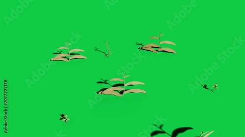 Sprouts emerging from pale dots, unfurling leaves and opening daisy on transparent bg for design