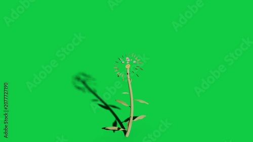 Dot clusters appearing, daisy growing stem, leaves, petals on transparent 2D backdrop showing bloom