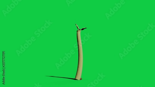 Seed sprouting as tip protruding, stem growing and cotyledons opening to seek light on transparent