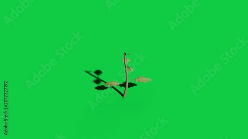 First sliver starting sprout growing leaves opening bud forming on transparent black showing growth