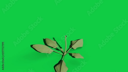 On pale speck appearing, green sprout unfolding stem and leaves, showing growth on transparent bg