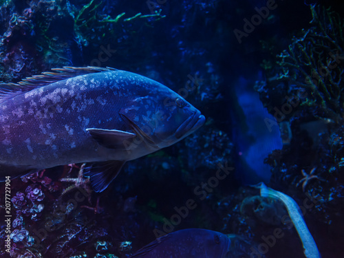 Fotografie Dusky grouper (Epinephelus marginatus) in marine aquarium scene