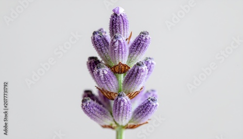 Closeup of Purple Lavender Flower Buds.
