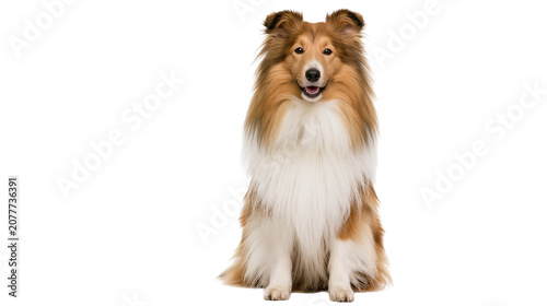 Fotografía Shetland Sheepdog sitting, looking forward with mouth open