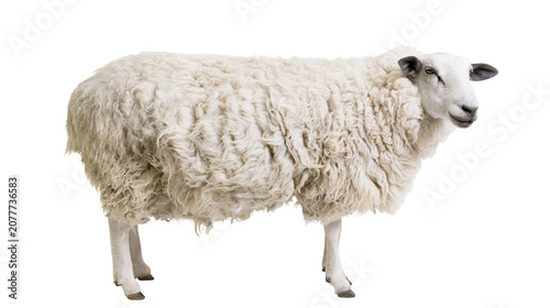 Schilderij op canvas White sheep with thick wool standing