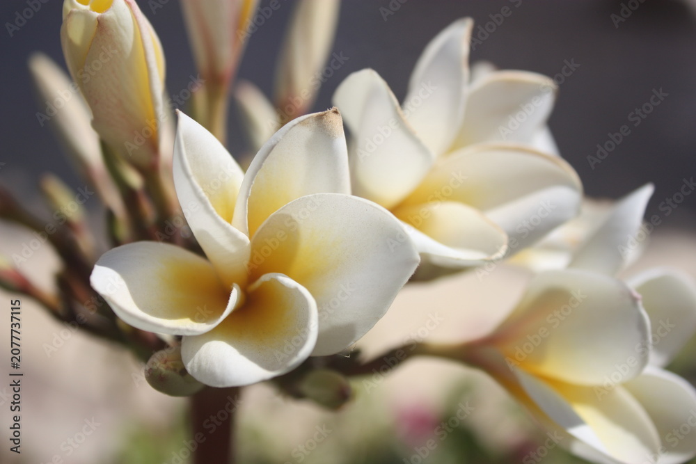 Fototapeta premium Beautiful white plumeria frangipani flowers in tropical garden