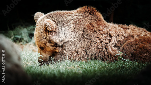 Obraz na płótnie ours brun allongé