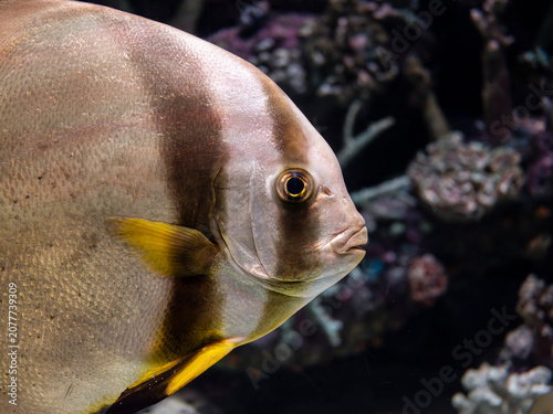 Photography Exotic pinnate batfish swimming in aquarium tank