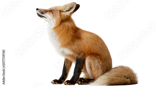 Foto Red fox sitting, looking up attentively