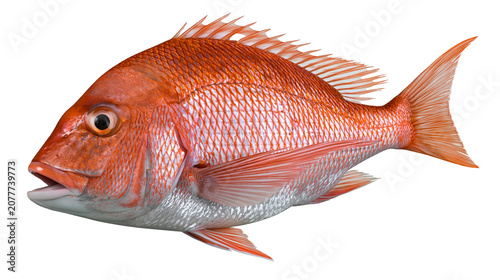 Foto Red Snapper Fish with Orange Scales and Silver Belly