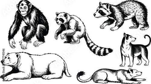 Photography Wild animal collection engraving illustration, mammal wildlife species bundle se