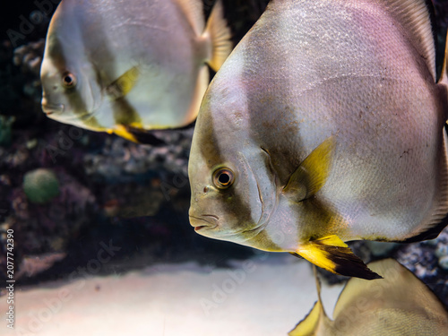Slika na platnu Exotic pinnate batfish swimming in aquarium tank
