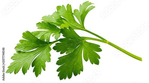 Quadro su tela Fresh green parsley herb sprig with serrated leaves