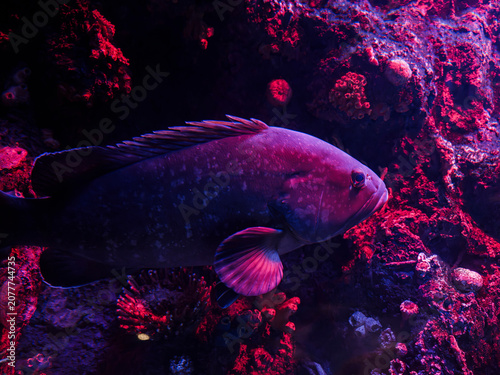 Fotografie Dusky grouper (Epinephelus marginatus) in marine aquarium scene