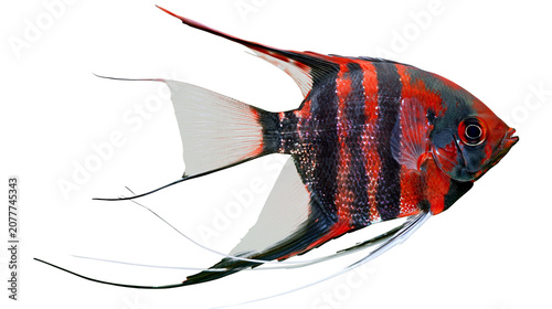 Foto Red and black striped Angelfish swimming