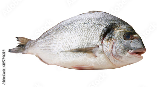Foto Whole raw sea bream fish with silver scales and dark eye