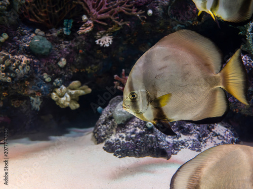 Photos Exotic pinnate batfish swimming in aquarium tank