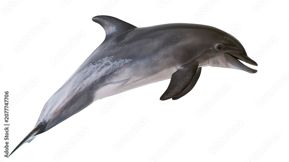 Fototapeta premium Gray dolphin swimming with open mouth and visible teeth