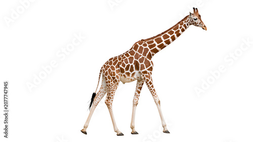 Fotografie Giraffe walking with distinctive brown and white patterned coat